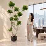 Song of Jamaica dracaena 大型植物置於半山低飽和輕奢家居人物觀賞場景，一位人物正在自然觀賞植物的情境示意圖 / Song of Jamaica dracaena styled in a Mid-Levels quiet-luxury home with an observer, with one person naturally observing it