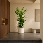 Spineless yucca | Large floor plant 大型植物置於日式侘寂玄關的情境示意圖 / Spineless yucca | Large floor plant styled in a Japanese wabi-sabi entryway