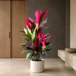 Ti plant | Large floor plant 大型植物置於日式侘寂玄關的情境示意圖 / Ti plant | Large floor plant styled in a Japanese wabi-sabi entryway